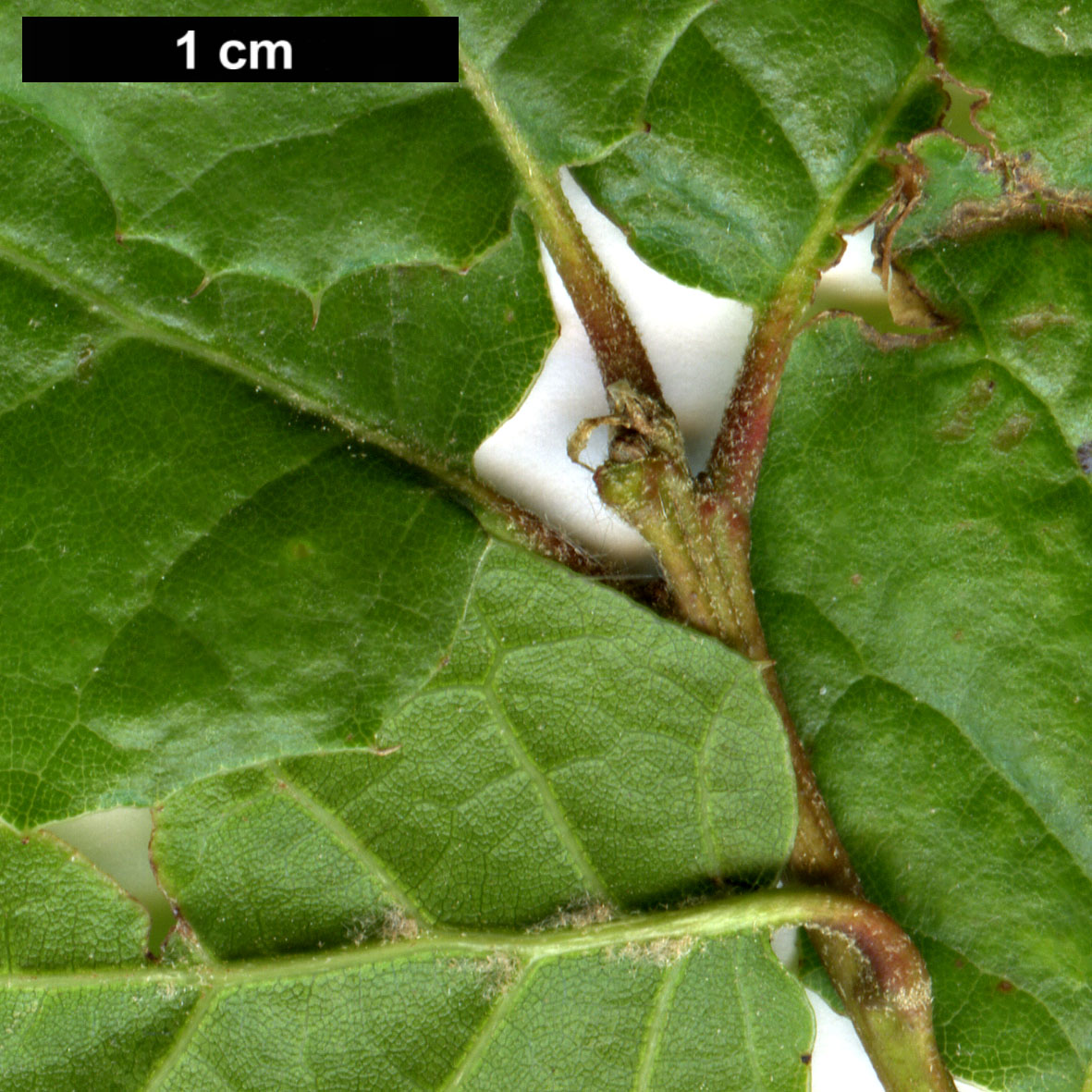 High resolution image: Family: Fagaceae - Genus: Quercus - Taxon: ×macdonaldii (Q.lobata × Q.pacifica)